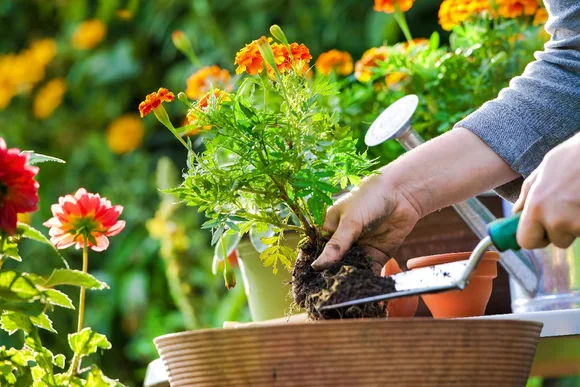 Person pflanzt Blume um